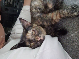 bengal torti female kitten