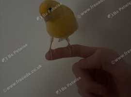 a hand tame canary