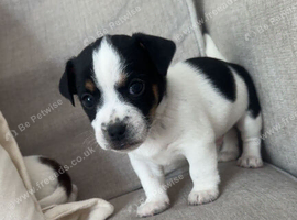 Jack Russels