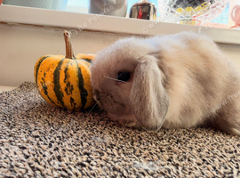 2 Minni lop does and 2 Minni lop Bucks