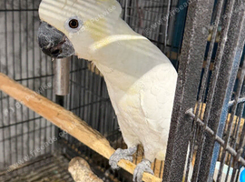 Yellow Crested Cockatoo Glasgow