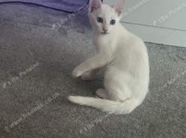 White kitten