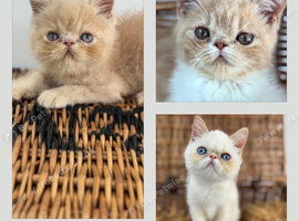 Stunning exotic female kitten