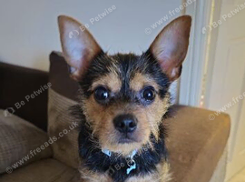 Loving Jack Russell mix looking for forever home