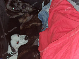 7 month female cane corso