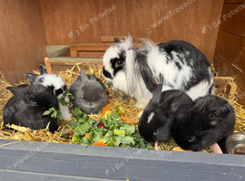 Mini lion lop baby bunnies