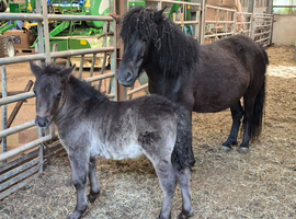 Standard shetland mare and foal