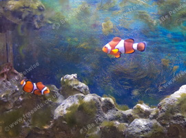 Pair breeding clown fish, coral banded shrimp and yellow headed jawfish