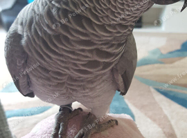 Tamed 15 year old African Grey