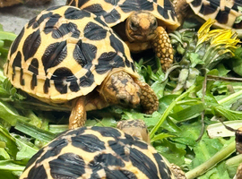CB26 Indian Star Tortoises for sale