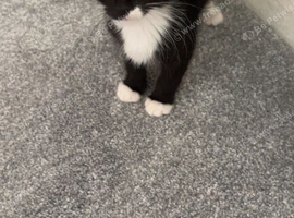 Black and white kitten