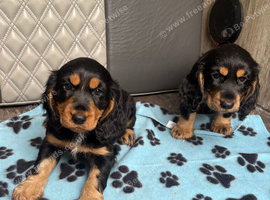 Cocker Spaniel Pups