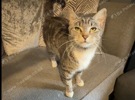 Tabby cat