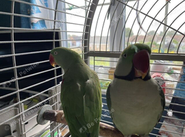 Anexandrine parrots