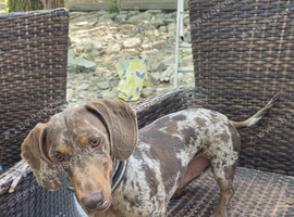 Dachshund Looking for His Forever Home
