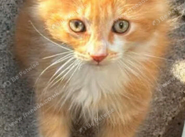 Maine coon kitten
