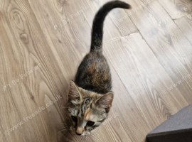 18 week old cat