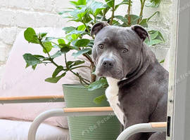 staffy