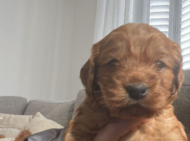 My beautiful girl had a beautiful litter