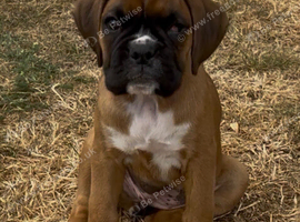 Little Dora is looking for a forever home