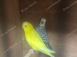Budgies hand tame