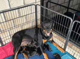 Healthy DNA Clear German Bloodlines Rottweiler Puppies Girls And Boys