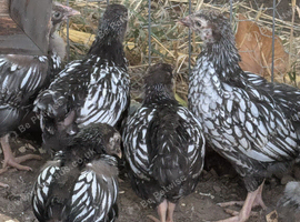 Wyandotte chicks