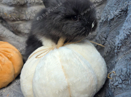 Double mane lionhead bunny