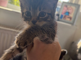 Kitten