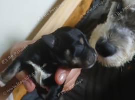 KC reg Miniature Schnauzer pups