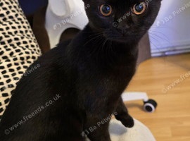 Lovely 5-Month-Old Female Kitten (Mixed Breed)