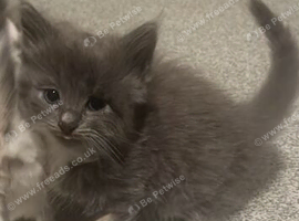 Beautiful kittens fluffy