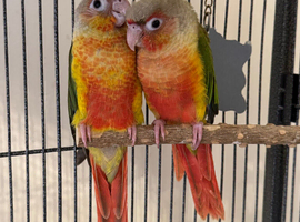 Beautiful 2026 Hand Reared Conures For Sale