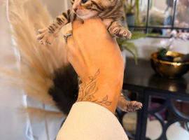 6 gorgeous Bengal kittens
