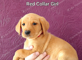 Gorgeous Kc Reg Fox Red Labs From Health Tested Parents