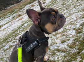 Tri-Colour KC French Bulldog Stud - Edinburgh