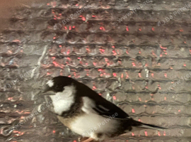 Bengalese finches