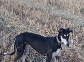 Lurcher bitch saluki greyhound