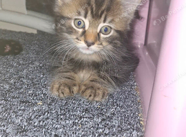 kitten for new home