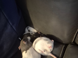 4 female rats