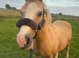 Beautiful palomino Welsh c