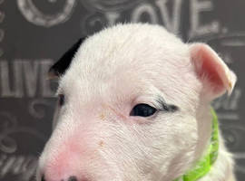 Beautiful Bullterrier pups