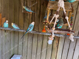 Budgies for sale