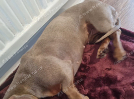 Rehoming for Nyla