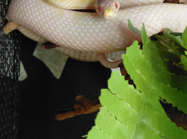 Snow motley female corn snake
