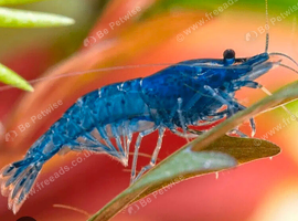 Blue cherry shrimp