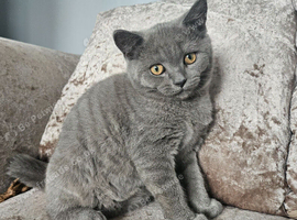 British blue shorthairs LAST  MALE LEFT PRICE REDUCED