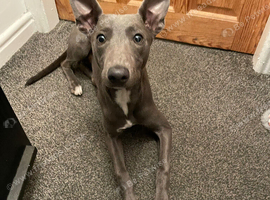 Blue Whippet Male