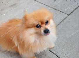 Beautiful pom male