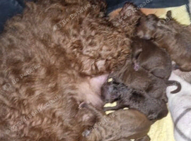 Patterdale pups (nick stevens lines)